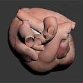 Advanced Medical Device Human Heart Anatomical Model for Medical Training and Study