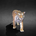 Realistic 3D Rendered Tiger With Walking Posture And Open Mouth