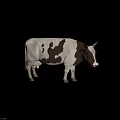 Realistic Black And White Cow With Horns Standing On Dark Background