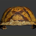 Shiny Orange Brown Tortoise Shell With Detailed Patterned Texture On Dark Background