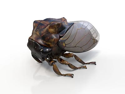Detailed Brown And Black Beetle With Transparent Wings On White Background 3d model