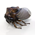 Detailed Brown And Black Beetle With Transparent Wings On White Background