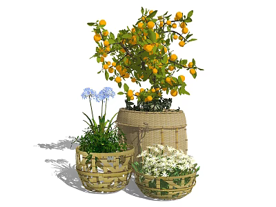 Potted Citrus Plant with Yellow Fruits Green Leaves and Wicker Baskets with White Blue Flowers 3d model