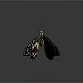 Striking Black And White Butterfly With Spots And Red Blue Wing Accents