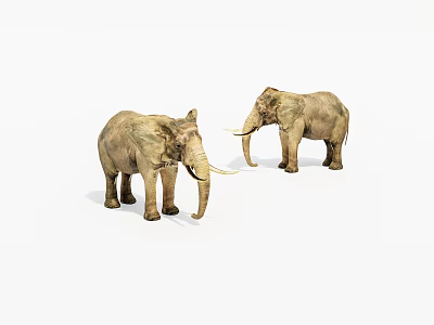 Two Large Realistic Elephant Models Standing On White Background With Tusks 3d model