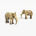 Two Large Realistic Elephant Models Standing On White Background With Tusks