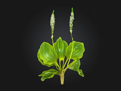 Green Plant With Broad Green Leaves And Two White Spike Like Flowers 3d model