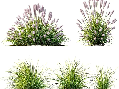 Purple Flowering Grasses And Green Decorative Plants For Garden Landscape Design 3d model