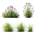 Purple Flowering Grasses And Green Decorative Plants For Garden Landscape Design