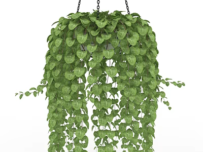 Lush Green Hanging Basket Plants With Trailing Foliage For Indoor Decor 3d model