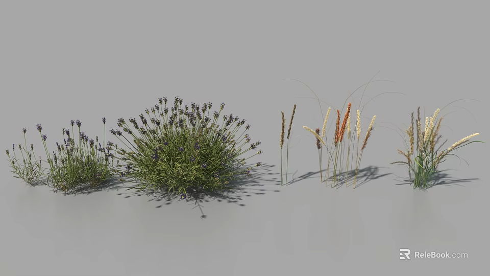 Purple Lavender Flowers And Various Tall Ornamental Grasses With Feathery Plumes 3d model 