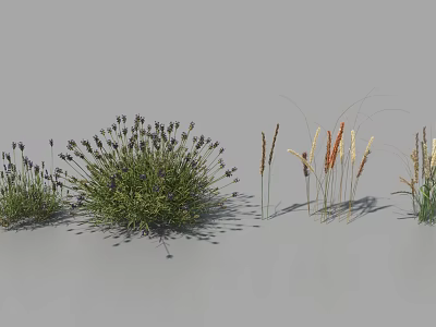 Purple Lavender Flowers And Various Tall Ornamental Grasses With Feathery Plumes 3d model