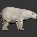 Modern bear polar bear white bear cartoon bear 3d model