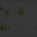 Different Shaped Green Organ Hair Structures With Slender Branches And Reflections