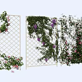 Climbing Vines Growing On Lattice Fence With Purple Pink Flowers And Green Leaves