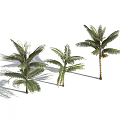 Three Tall Palm Trees With Green Fronds Standing Against Light Blue Sky