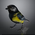 Small Colorful Bird With Black Head White Cheek Yellow Belly And Blue Wings