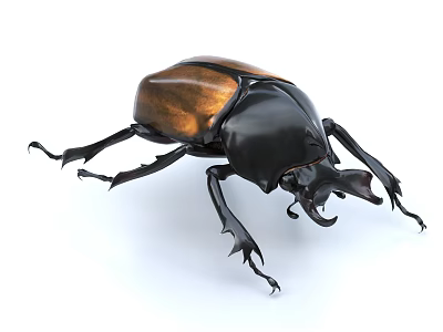 beetle beetle iron bone cow insect 3d model beetle beetle iron bone cow insect 3d model