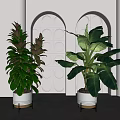 Large Green Potted Plants In White Pots With Metal Stands And Circular Wall Decor
