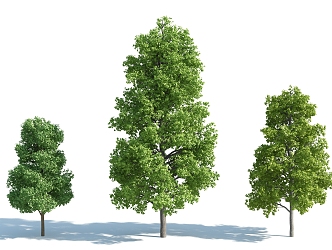 The Modern Tree 3d model