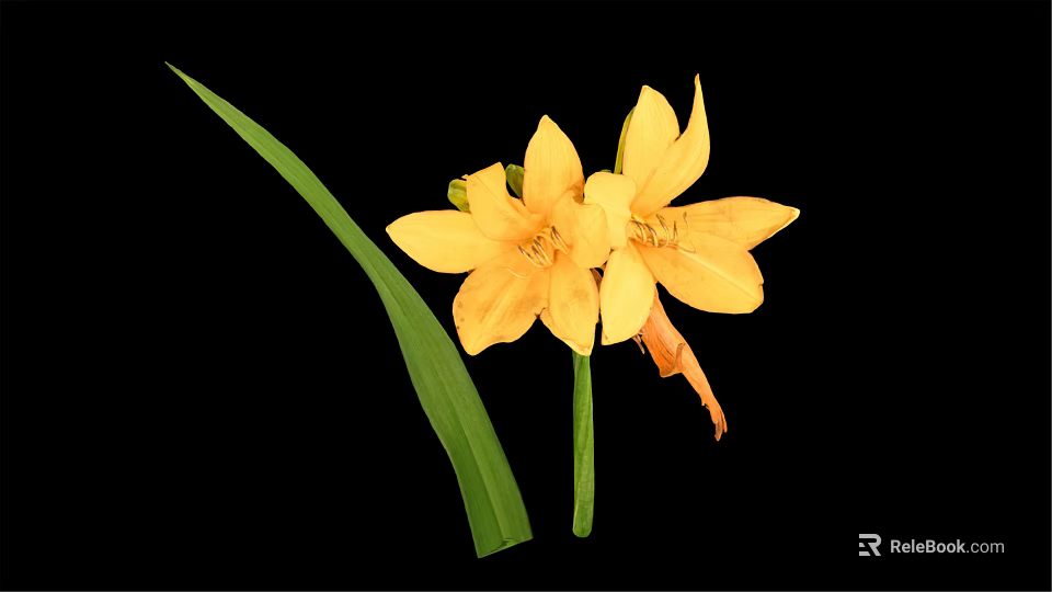 Vibrant Yellow Flowers With Green Leaves On Black Background Arrangement 3d model 