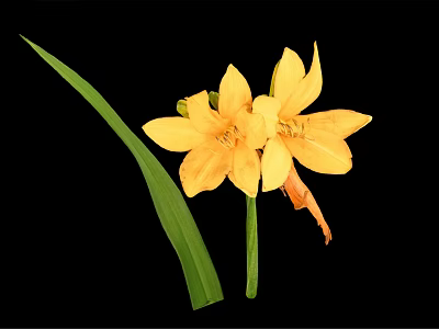 Vibrant Yellow Flowers With Green Leaves On Black Background Arrangement 3d model