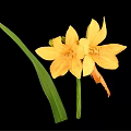Vibrant Yellow Flowers With Green Leaves On Black Background Arrangement