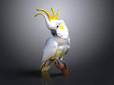 White Cockatoo With Yellow Crest Standing On Brown Branch Against Gray Background 3d model