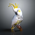 White Cockatoo With Yellow Crest Standing On Brown Branch Against Gray Background