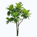 Lush Shrub With Broad Green Leaves And Slender Branching Stems