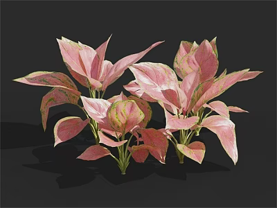 Pink And Green Variegated Foliage Plants With Vibrant Leaves For Indoor Decor 3d model