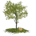 Fruit Tree With Fruits And Basket Of Fruits On Green Grass Under Blue Sky Clouds