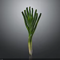 Fresh Green Leek With Vibrant Leaves And White Root On Dark Background