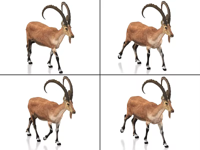 Long Horned Brown Ibex Animal In Four Different Poses On White 3d model