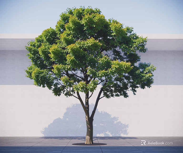 Tall Tree With Green Foliage And Brown Trunk Against White Wall And Gray Ground 3d model 