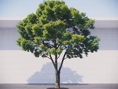 Tall Tree With Green Foliage And Brown Trunk Against White Wall And Gray Ground 3d model