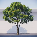 Tall Tree With Green Foliage And Brown Trunk Against White Wall And Gray Ground