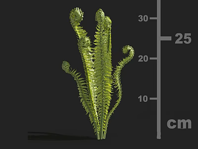 Lush Green Fern Plant with Curled Fronds and 30 cm Height for Indoor Decor 3d model