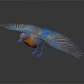 Small Bird With Spread Wings Orange Chest And Gray Wings On White Background