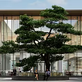 Modern Building Entrance Featuring Large Green Pine Tree And Glass Facade