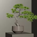 Bonsai Pine Tree with Twisted Trunk Lush Green Foliage in Light Gray Pot on Square Stand