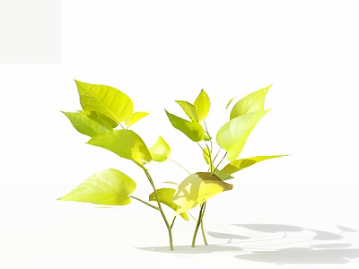 Fresh Green Plants With Tender Yellow Green Leaves On White Background And Light Shadows 3d model