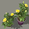 Blooming Potted Yellow Rose Plants With Green Leaves In Purple Pot