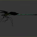 Vibrant Dragonfly With Black Wings And Green Body On Gray Background