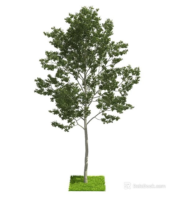 Tall Arbor With Lush Green Leaves And Straight Trunk In Natural Setting 3d model 