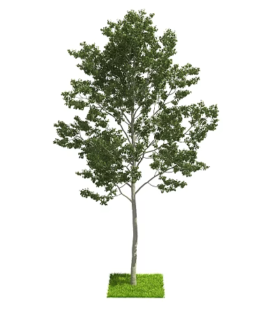 Tall Arbor With Lush Green Leaves And Straight Trunk In Natural Setting 3d model
