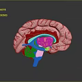 head structure head planer face human head planer face human brain planer face head structure brain structure human head structure 3d model