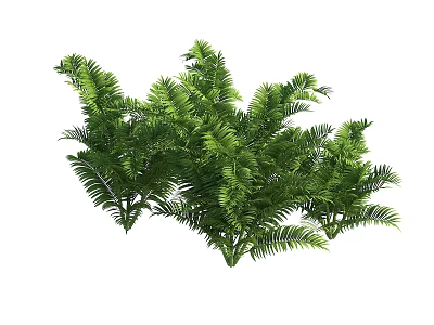 Modern Tree Tropical Plant Palm Tree Coconut Tree 3d model