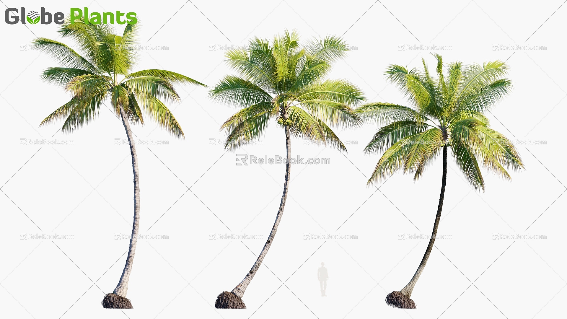 Plant Tropical Tree Coconut Tree 3d model