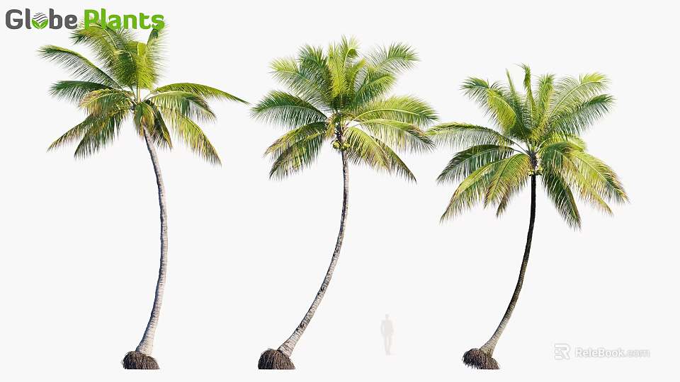 Tall Mature Palm Trees with Slender Trunks and Lush Green Fronds for Outdoor Landscape Design 3d model 